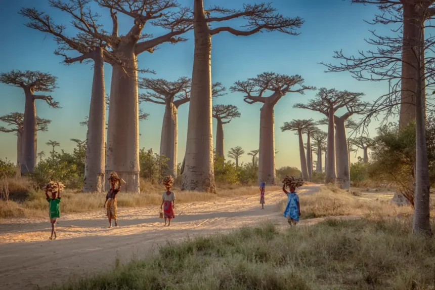 Madagaskar – øen med væsener, du ikke finder andre steder på Jorden