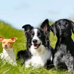 Hvilken hund skal du vælge, hvis du allerede har én derhjemme?