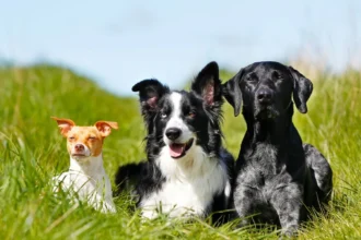 Hvilken hund skal du vælge, hvis du allerede har én derhjemme?