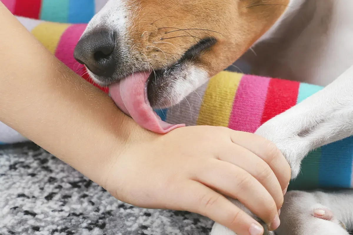 Hvorfor slikker din hund dig i ansigtet, hænder og ben?