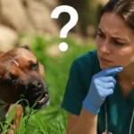 Hvorfor spiser hunde græs på gåtur – og er det farligt?