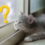 Sørger katte efter ejeren, når han ikke er hjemme? 