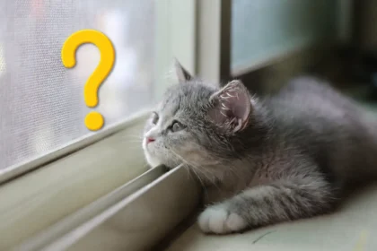 Sørger katte efter ejeren, når han ikke er hjemme? 