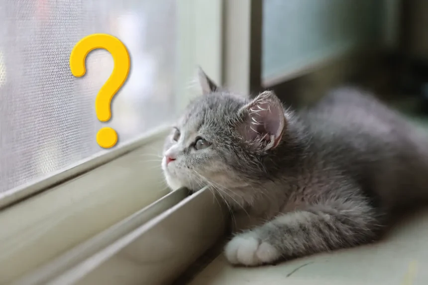 Sørger katte efter ejeren, når han ikke er hjemme? 