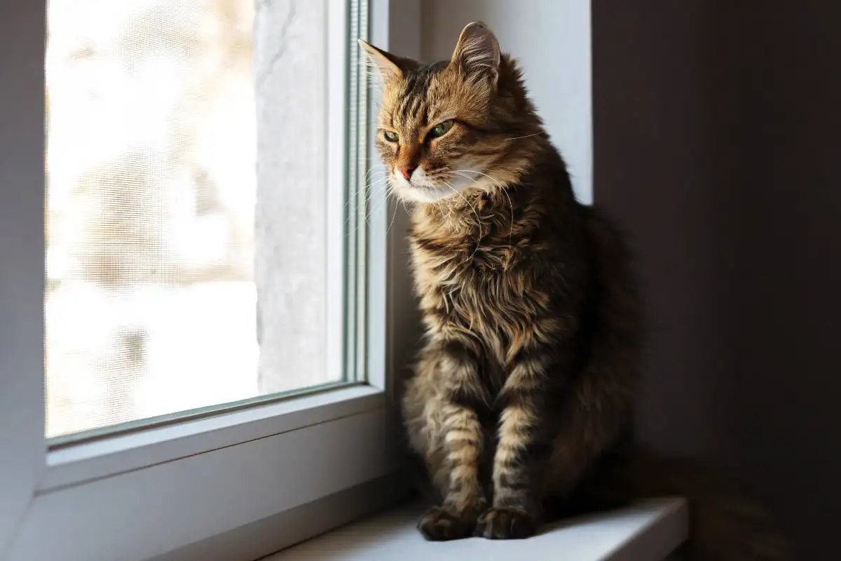 Sørger katte efter ejeren, når han ikke er hjemme? 