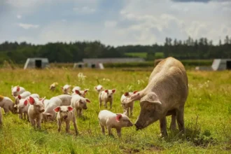 Danmark sætter dyrevelfærd over profitten: Stor omstilling af landbruget på vej