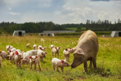 Danmark sætter dyrevelfærd over profitten: Stor omstilling af landbruget på vej