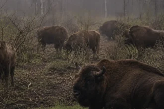 Ni bisoner er blevet »levende brandmænd« i en spansk landsby
