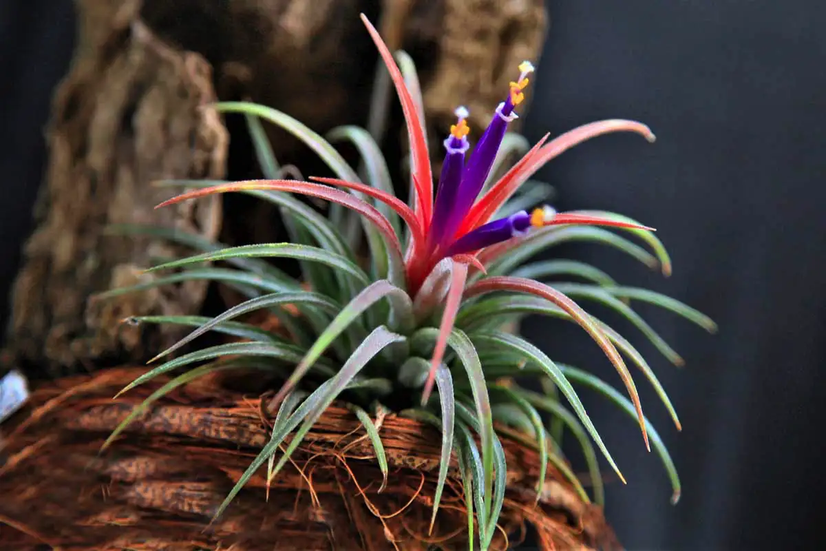 Tillandsia – den luftige plante, der vokser uden jord og potte