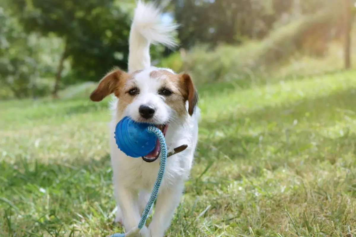 Hunde ser ikke verden sort-hvid