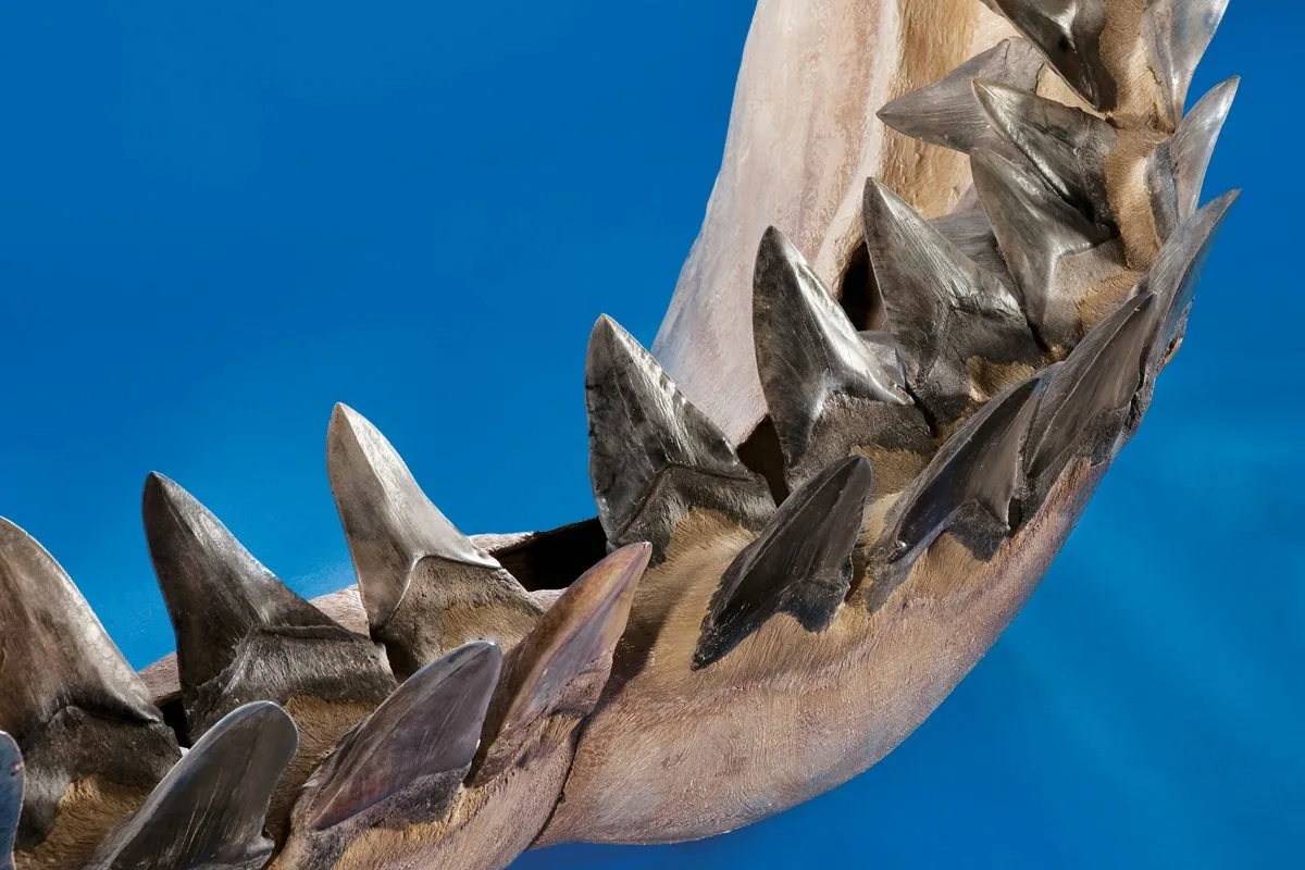 Ikke 18, men 24 meter: Megalodon viste sig at være et endnu større uhyre
