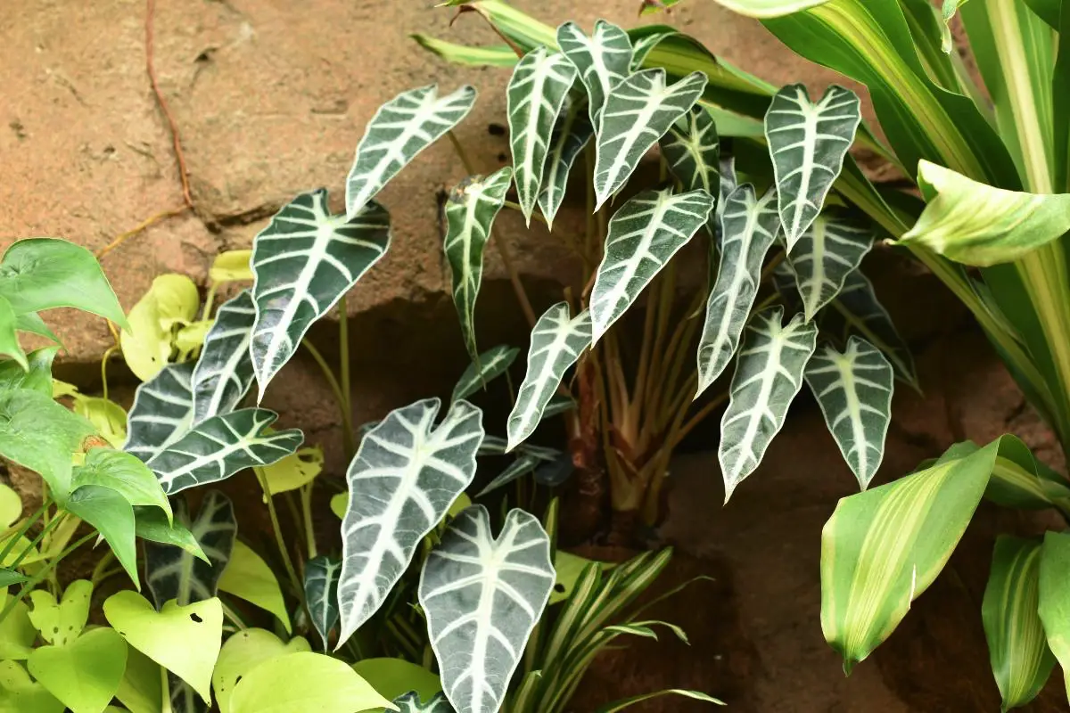 5 store stueplanter, der gør hjemmet hyggeligere
