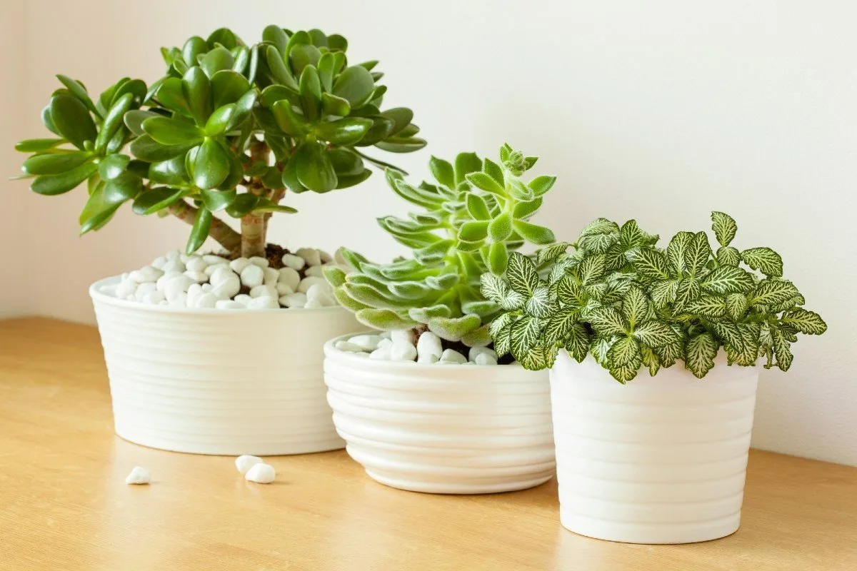 4 stueplanter, der ifølge Feng Shui tiltrækker penge og positiv energi