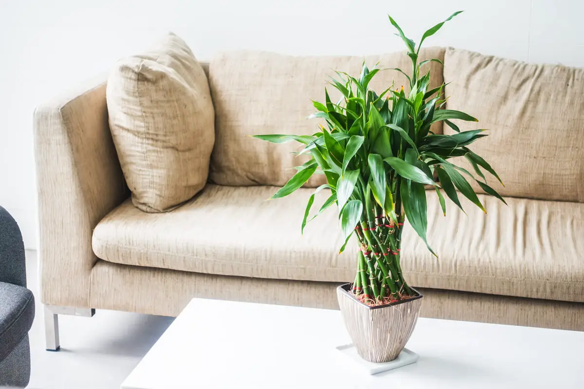 4 stueplanter, der ifølge Feng Shui tiltrækker penge og positiv energi