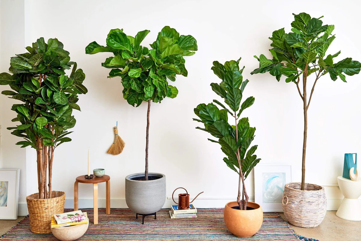 5 smukke stueplanter, som mange ser som lykkebringere