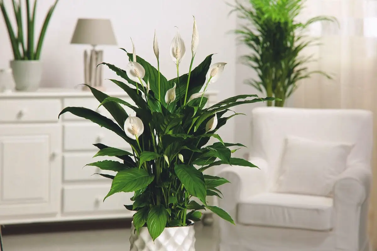 4 stueplanter, der ifølge Feng Shui tiltrækker penge og positiv energi