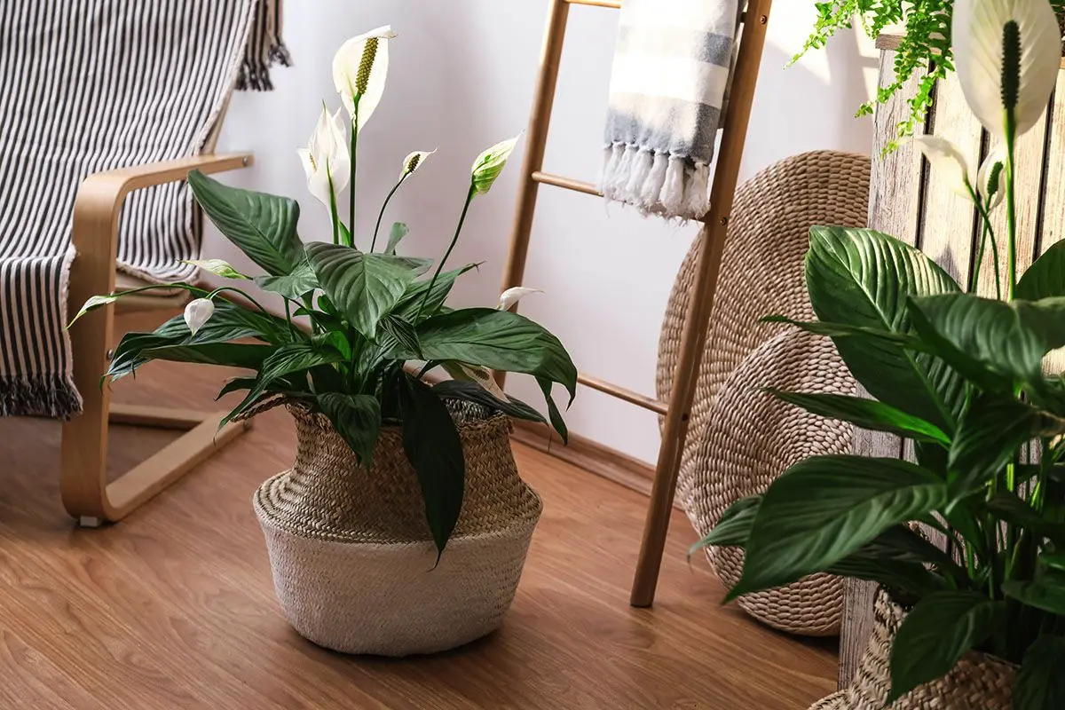 5 smukke stueplanter, som mange ser som lykkebringere
