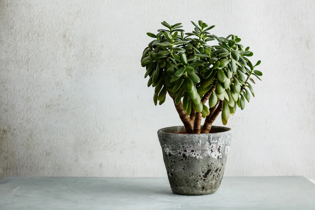 5 smukke stueplanter, som mange ser som lykkebringere