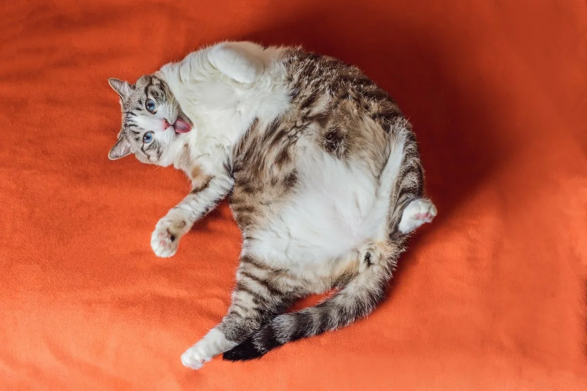 Min kat miaver om natten – årsagen kan overraske dig