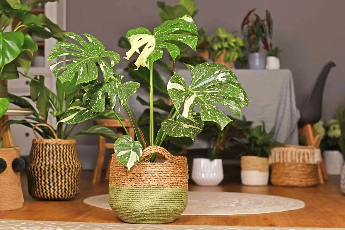 5 store stueplanter, der gør hjemmet hyggeligere