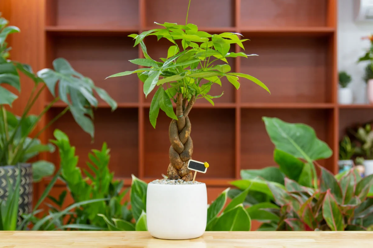 4 stueplanter, der ifølge Feng Shui tiltrækker penge og positiv energi