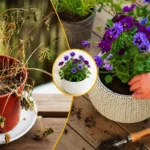 Sådan redder du en tørret plante i potten (fotos)