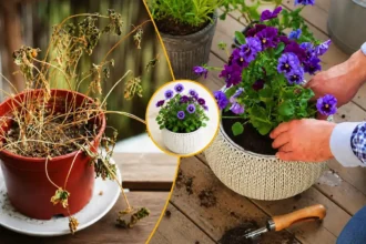 Sådan redder du en tørret plante i potten (fotos)