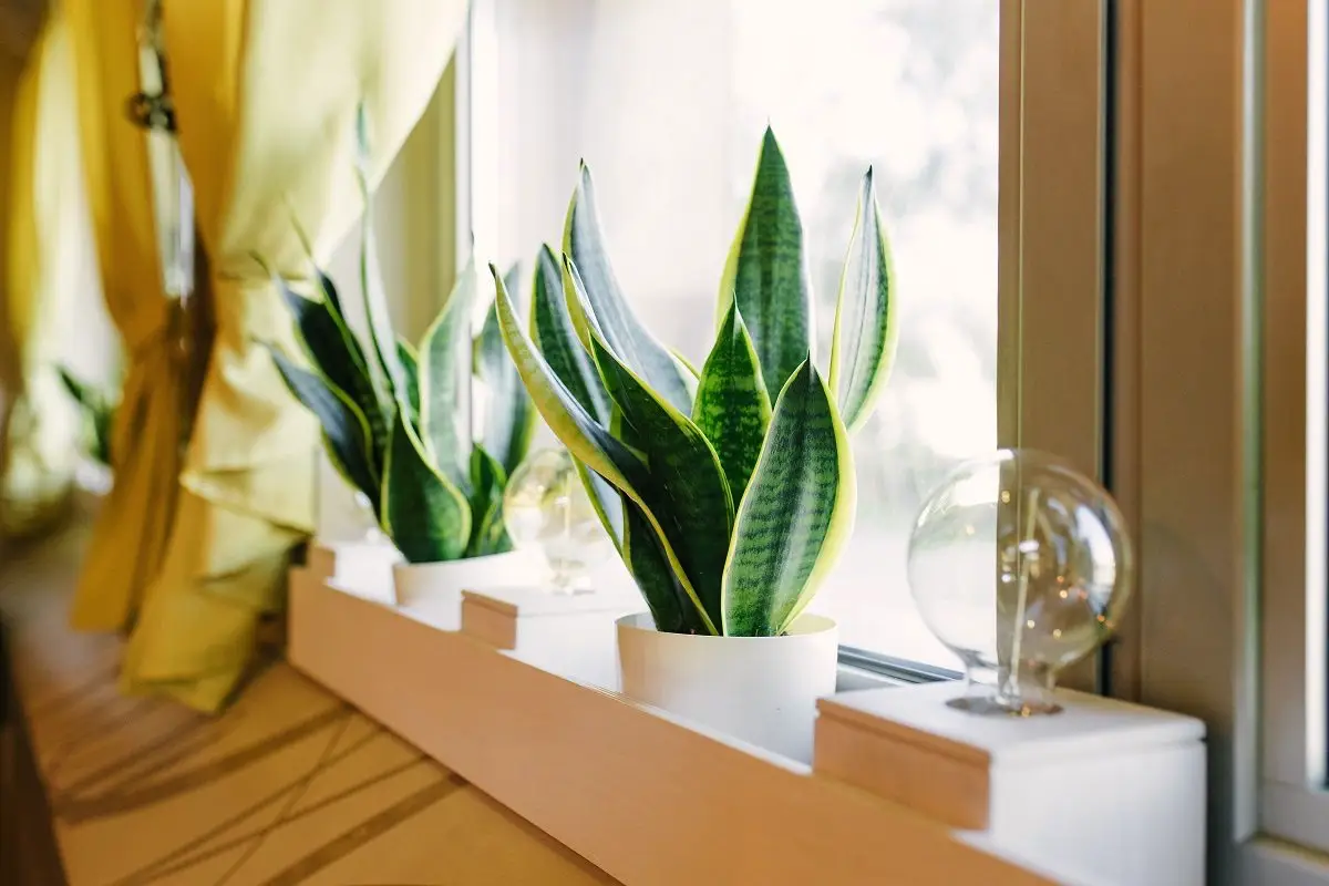 5 smukke stueplanter, som mange ser som lykkebringere
