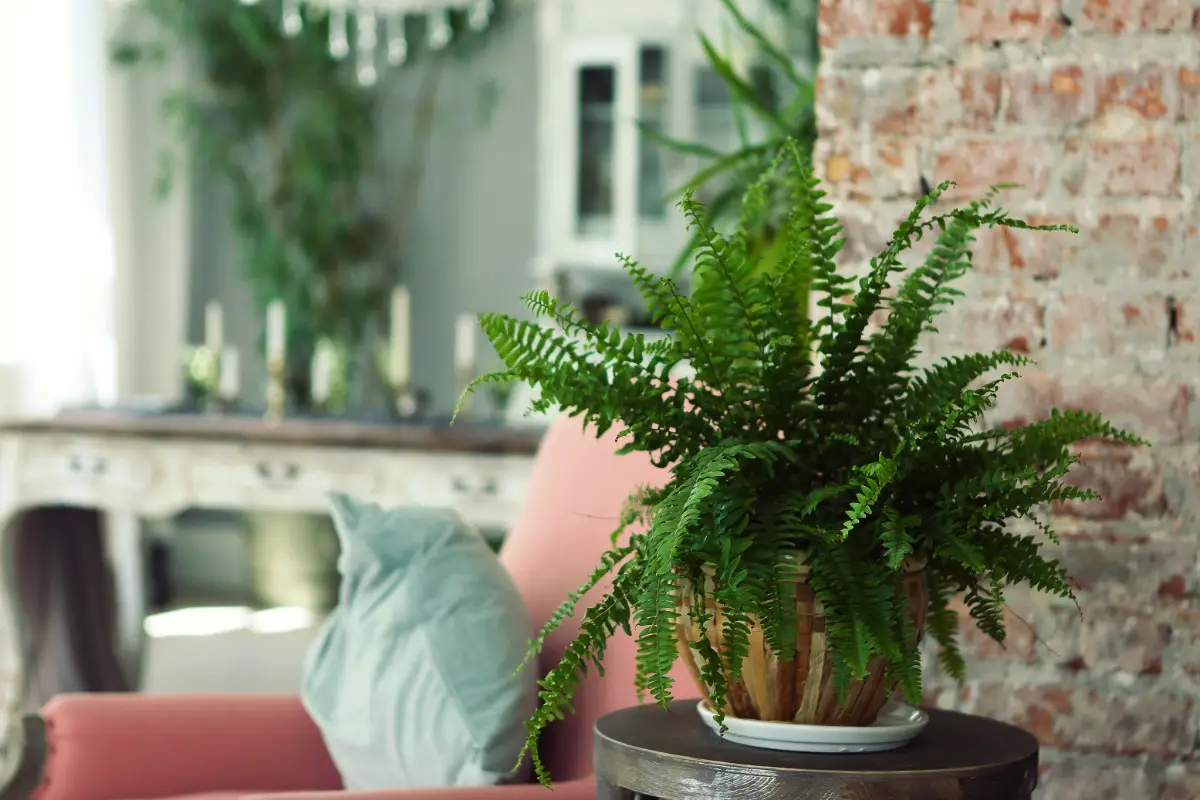 5 store stueplanter, der gør hjemmet hyggeligere